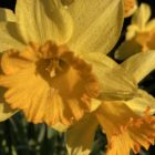 Daffodil Locket Necklace Silver - Handmade and Kinetic - Image 13