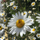 Daisy Locket Necklace - Handmade and Kinetic - Image 8
