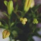 Lily Bud Bracelet - Sterling Silver - Image 4