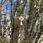 Wild Cherry Blossom Locket Rose Gold - Handmade and Kinetic - Image 14