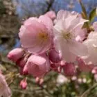 Cherry Blossom Locket - Handmade and Kinetic - Image 8